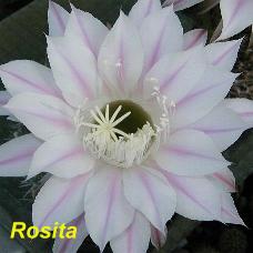 EP-H. Rosita.4.2.jpg 
